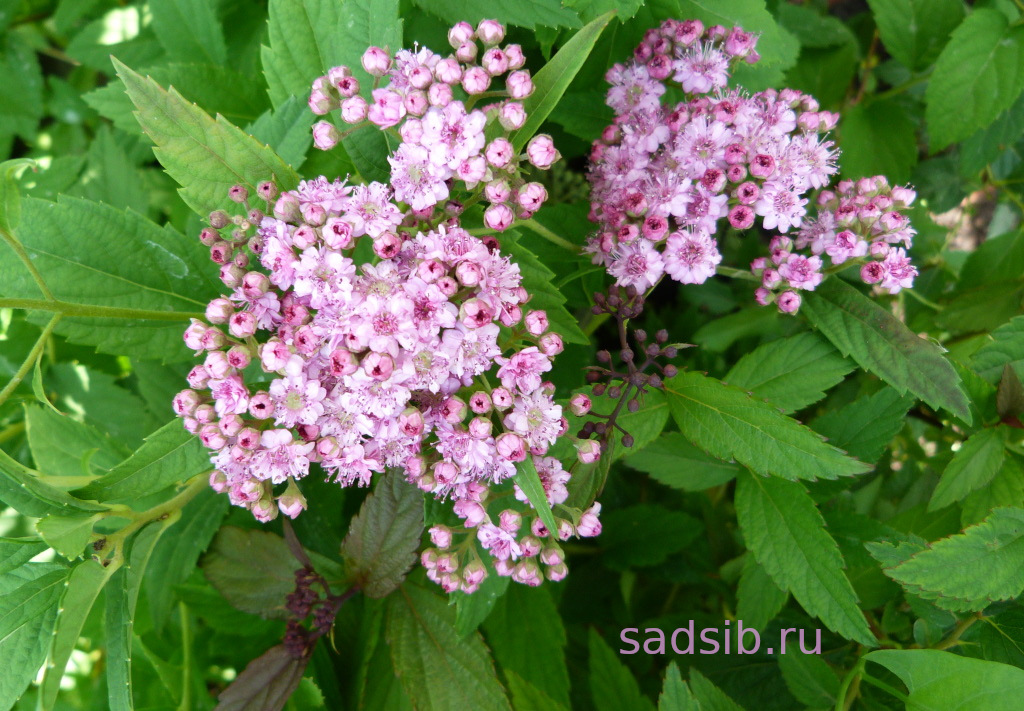 Спирея Японская: соцветия