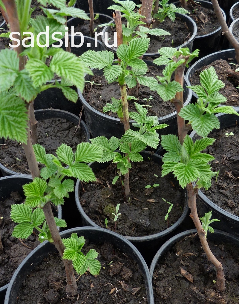 Саженцы малины в горшках весной