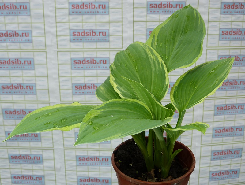 Саженец хосты Форчуна